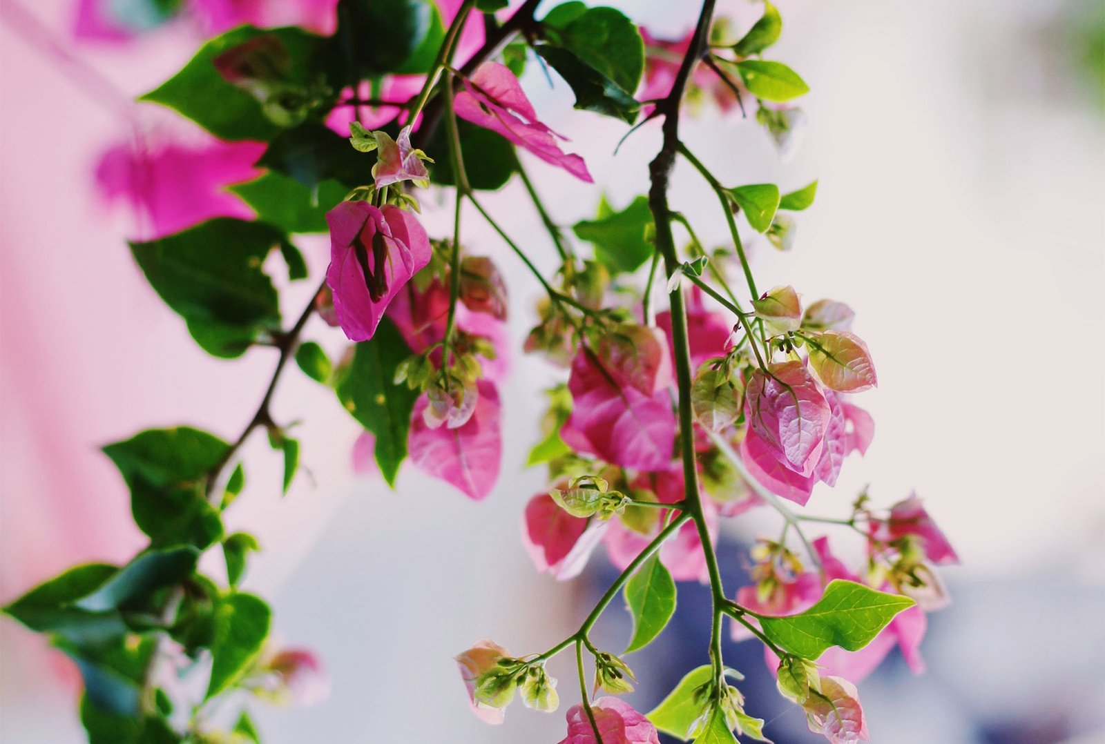 5 Common Mistakes That Can Trigger Immigration Audits for Employers